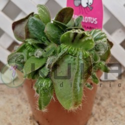 Cephalotus follicularis