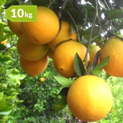 Naranjas valencianas Sin...