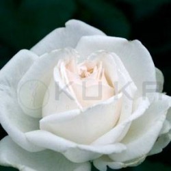 Rosal trepador queen...