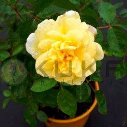 Rosal comestible  lemon