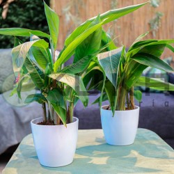 Heliconia psittacorum viridi
