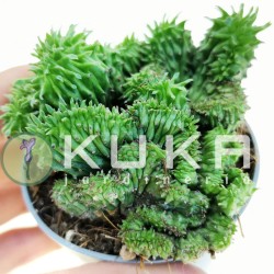 Euphorbia horrida crestata