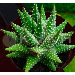 Haworthia Papillosa