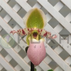 Orquídea paphiopedilum...