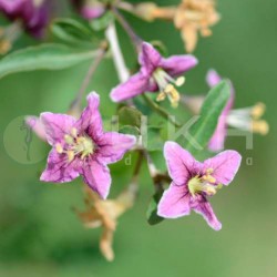 Lycium barbarum