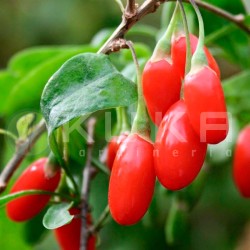 Lycium barbarum goji
