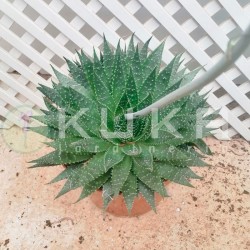 Aloe aristata