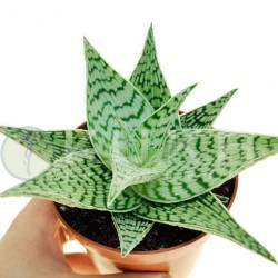 Aloe rauhii demi