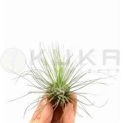 Tillandsia argeanta
