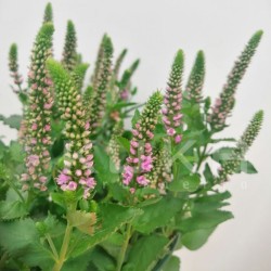 Veronica spicata ronica