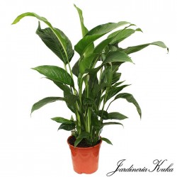 Spathiphyllum sweet lauretta