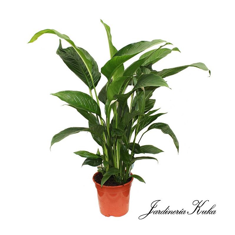 Spathiphyllum sweet lauretta