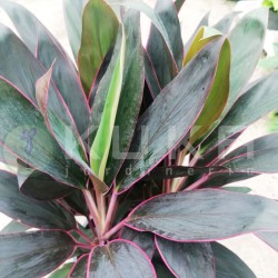 Cordelyne fructicosa rumba