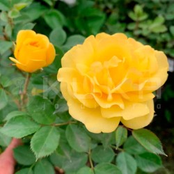 Rosal trepador golden parco
