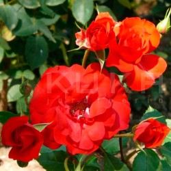 Rosal trepador Carmen