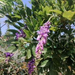 Wisteria floribunda...