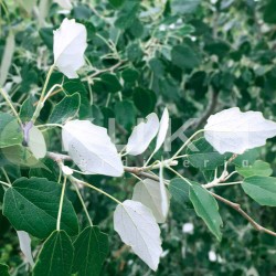 Chopo alba
