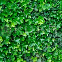 Hedera hibernica