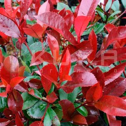 Photinia nana little Robins