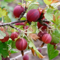 Grosella roja uva crispa...