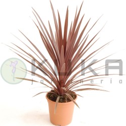 Dracena Australis Red Star