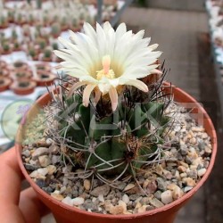 Neoporteria paucisotata vidris