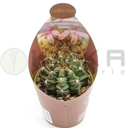 Gymnocalycium damsii