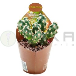 Tephrocactus molinesis
