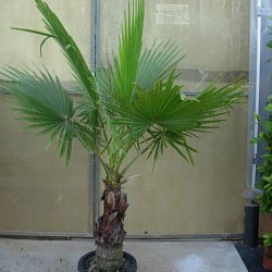 WASHINGTONIA ROBUSTA