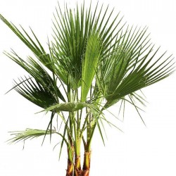 WASHINGTONIA ROBUSTA