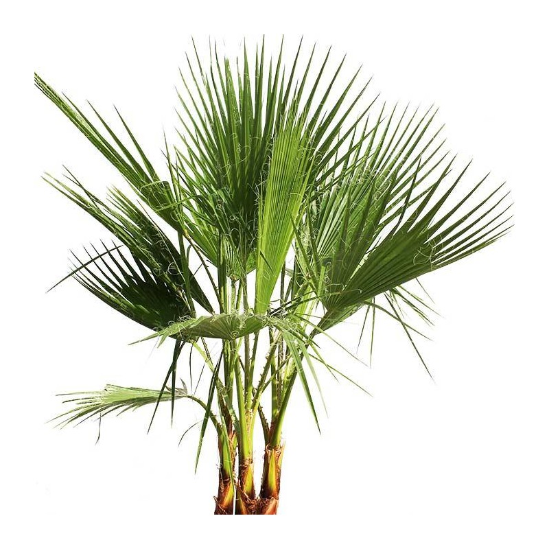 WASHINGTONIA ROBUSTA