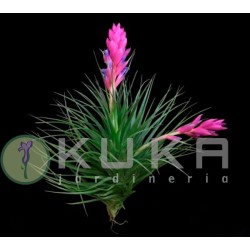 Tillandsia stricta