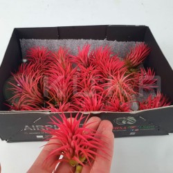 Tillandsia lonantha rubra