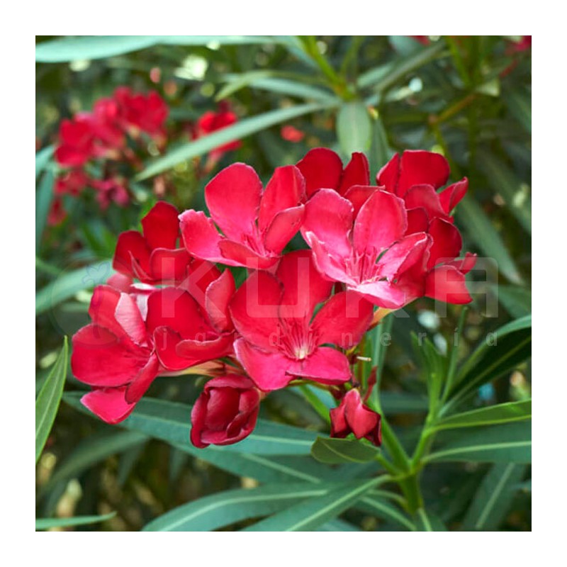 Adelfa | baladre | nerium olander |planta de seto | seto con flores