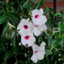 Bignonia Jasminoides