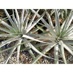 Puya castellianosii