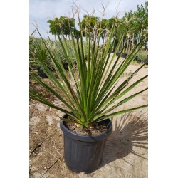 Dasylirion lucidum