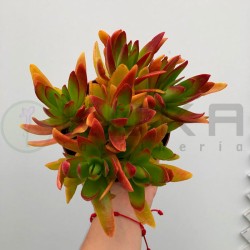 Crassula capitella campfire