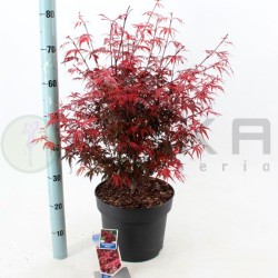 Acer palmatum shaina