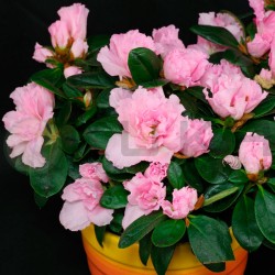 Azalea simsii