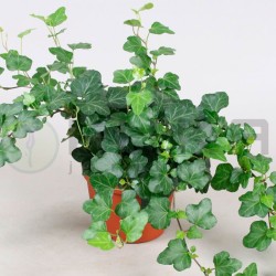Hedera wonder