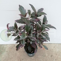 Pseuderantheumum Atropurpureum