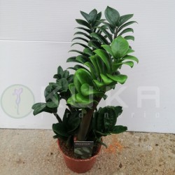 Cyca zamioculca zamifolia...