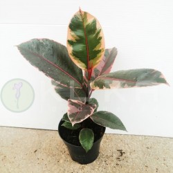 Ficus elastica belize