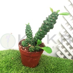 Euphorbia Monadenium Ritchiei