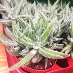 Crassula mesembryanthemoides