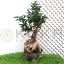 Ficus ginseng pre-bonsái