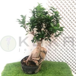 Ficus ginseng microcarpa...