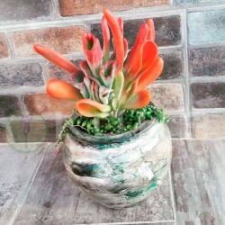 Kalanchoe oricula