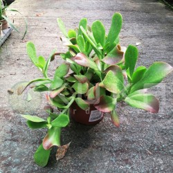 Kalanchoe vivien